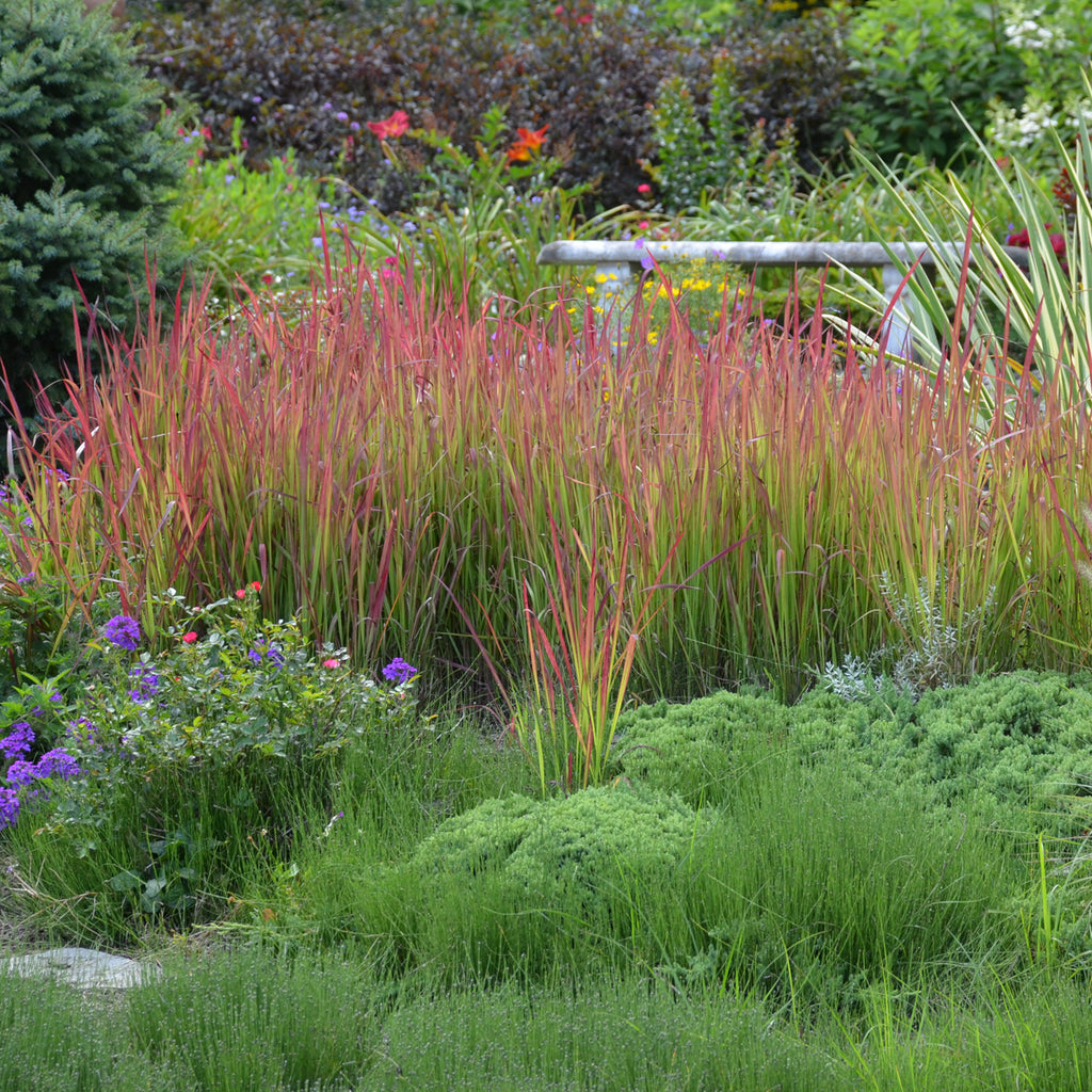 Imperata cylindrica Red Baron Grass Photo Courtesy of Walters Gardens Inc.