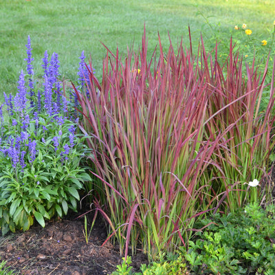 Imperata cylindrica Red Baron Grass Photo Courtesy of Walters Gardens Inc.