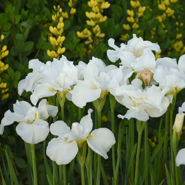 Iris 'Swans in Flight" Photo courtesy of Walters Gardens