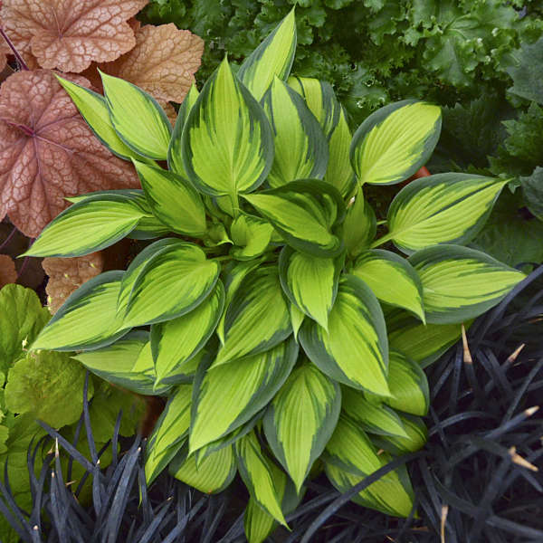 June Spirit hosta photo courtesy of Walters Gardens