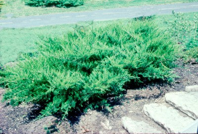 Compact Juniper Juniper-Compact Kallay, 5 gallon For Sale | Shop Stuart's – Stuart's ...