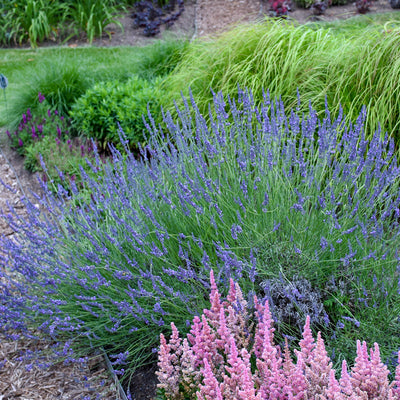Lavender Phenomenal Photo credit & courtesy of Walters Gardens, Inc.
