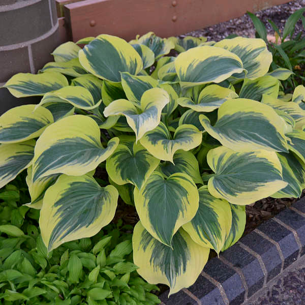 Hosta Liberty Photo courtesy of Walters Gardens