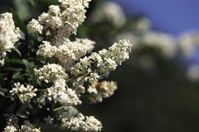 Cheyenne Privet white flowers photo courtesy of Bailey Nurseries