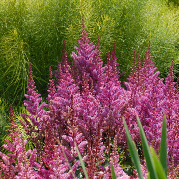Maggie-Daley astilbe Photo courtesy of Walters Gardens, Inc.