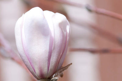 Magnolia Centennial Blush | Photo courtesy of Bailey Nursery