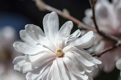 Magnolia Centennial Blush | Photo courtesy of Bailey Nursery