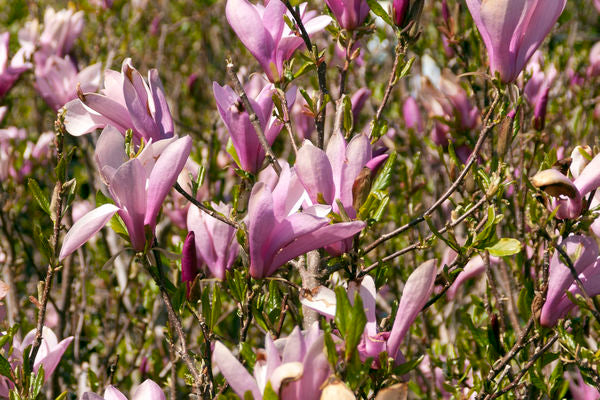 Magnolia Leonard Messel Photo courtesy of Bailey Nurseries