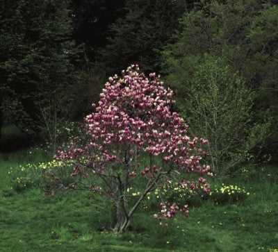 ann magnolia