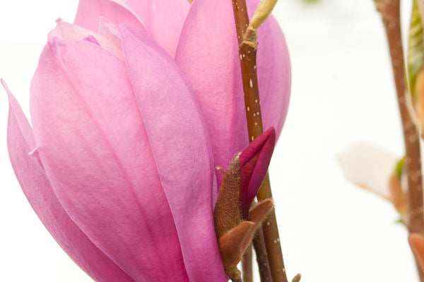 Ann magnolia photo courtesy of Bailey Nurseries Inc.