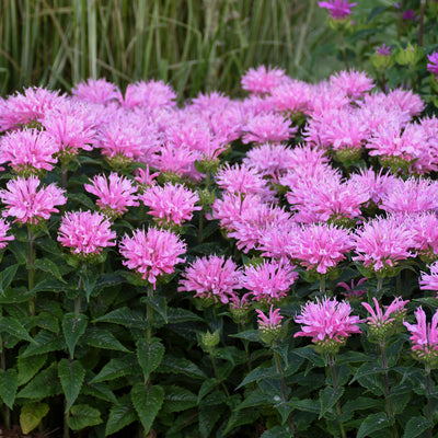 Monarda Pink Frosting Photo courtesy of Walters Gardens