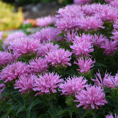 Monarda Pink Frosting Photo courtesy of Walters Gardens