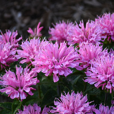 Monarda Pink Frosting Photo courtesy of Walters Gardens