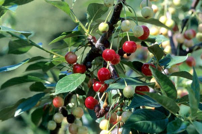 North star cherry | Photo courtesy of Bailey Nursery