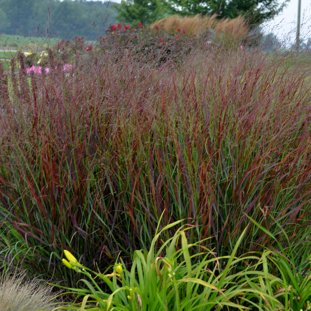 Grass-Panicum virgatum 'Cheyenne Sky' Photo courtesy of Walters Gardens