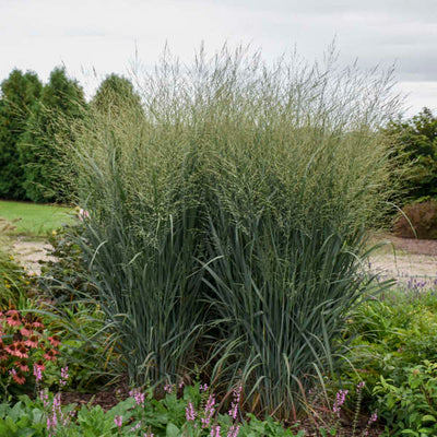 Grass-Panicum virgatum 'Totem Pole' Photo credit & courtesy of Walters Gardens