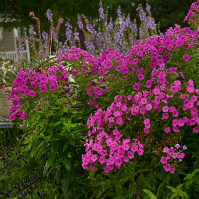 Phlox Flame Pink Photo courtesy of Walters Gardens