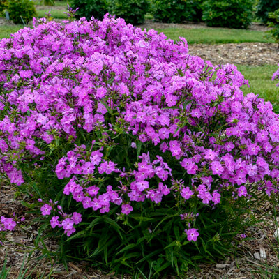 Phlox 'Opening act romance' Photo credit & courtesy of Walters Gardens