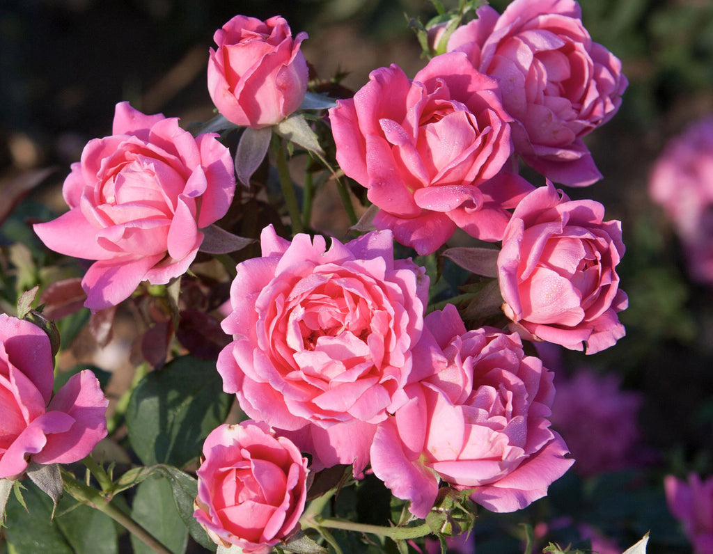 Pink double knockout rose Photo credit courtesy of “Star® Roses and Plants”
