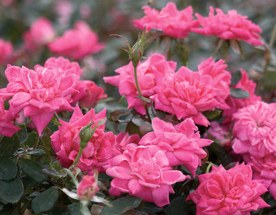 Pink double knockout rose Photo credit courtesy of “Star® Roses and Plants”