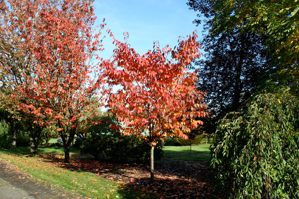 Pink Flair cherry fall foliage ,Photo courtesy and credit of J. Frank Schmidt & Son Co.