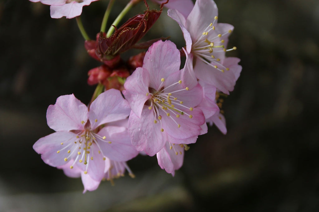 Cherry Pink Flair cherry spring flowers ,Photo courtesy and credit of J. Frank Schmidt & Son Co.