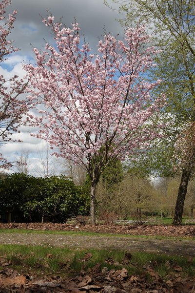 Pink Flair cherry spring flowers ,Photo courtesy and credit of J. Frank Schmidt & Son Co.