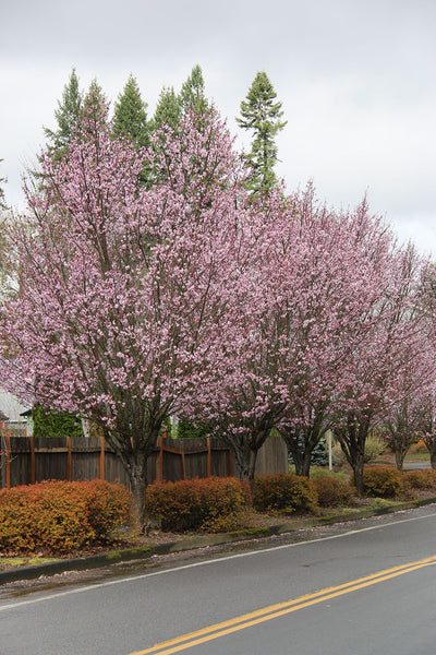 Pink Flair cherry spring flowers ,Photo courtesy and credit of J. Frank Schmidt & Son Co.
