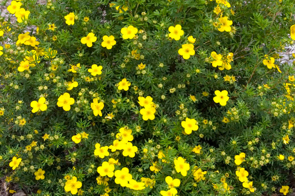 Potentilla Goldfinger Photo courtesy of Bailey Nurseries Inc.