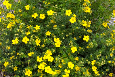 Potentilla Goldfinger Photo courtesy of Bailey Nurseries Inc.