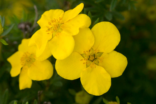 Potentilla Goldfinger Photo courtesy of Bailey Nurseries Inc.