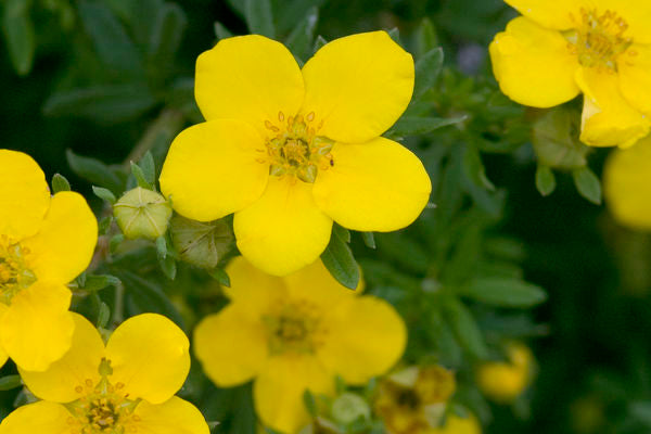 Potentilla Goldfinger Photo courtesy of Bailey Nurseries Inc.
