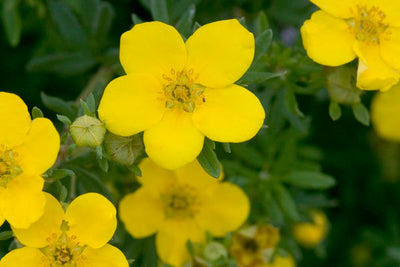Potentilla Goldfinger Photo courtesy of Bailey Nurseries Inc.