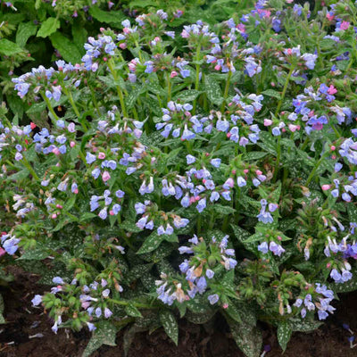 Pulmonaria Twinkle Toes Photo credit & courtesy of Walters Gardens, Inc.