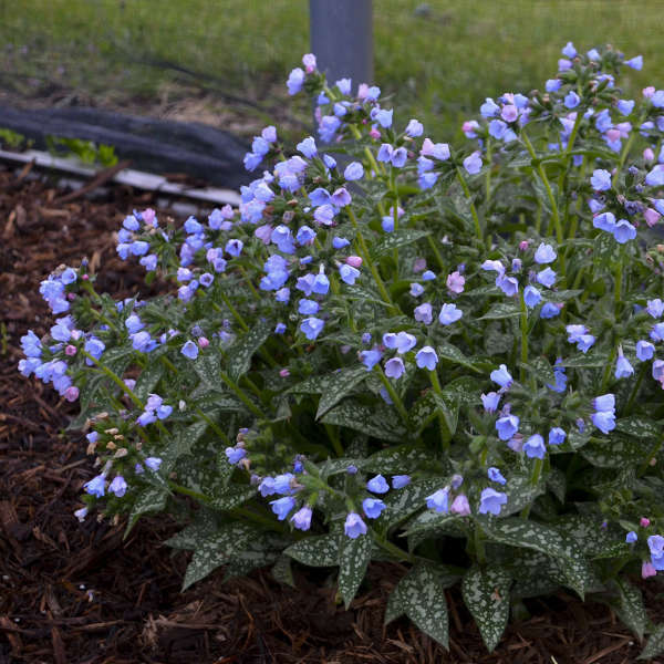 Pulmonaria Twinkle Toes Photo credit & courtesy of Walters Gardens, Inc.