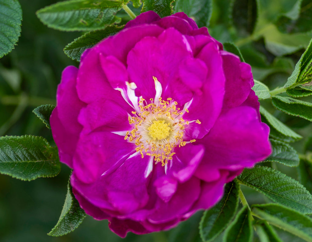 Rose Purple Pavement | Buy online at Stuart's – Stuart's Landscaping ...