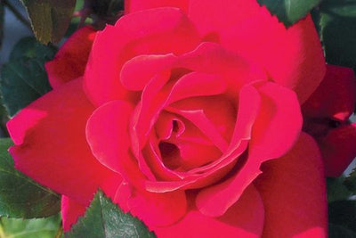 knockout rose red photo courtesy of Bailey Nurseries