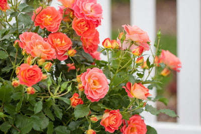 Rose Easy Elegance Coral Cove Photo courtesy of Bailey Nursery