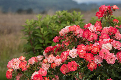 Rose Easy Elegance Coral Cove Photo courtesy of Bailey Nursery