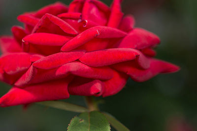 Rose Easy Elegance Kashmir Photo courtesy of Bailey Nursery