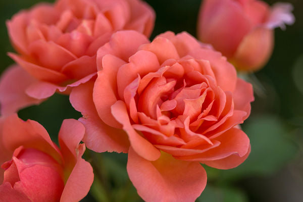 Rose Easy Elegance Sweet Fragrance, Photo courtesy of Bailey Nursery