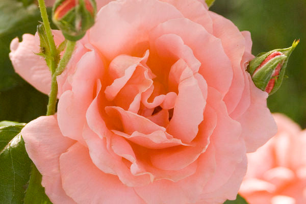 Rose Easy Elegance Sweet Fragrance, Photo courtesy of Bailey Nursery