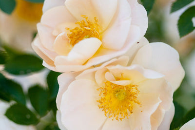 Rose Above and Beyond Photo courtesy of Bailey Nursery