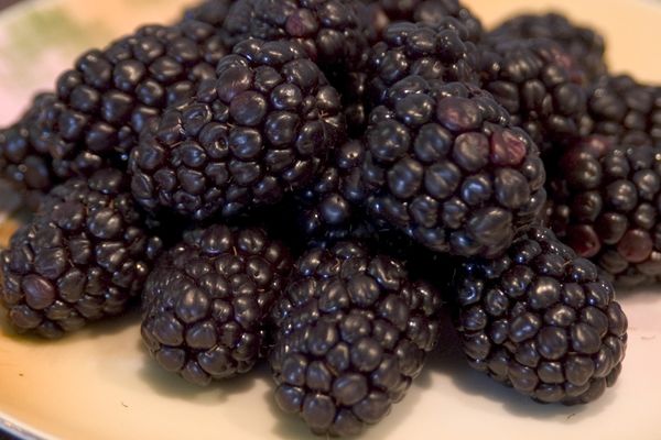 Bristol Black Raspberry Photo courtesy of Bailey Nurseries