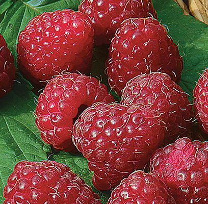 Raspberry Latham for sale | Shop Stuart's – Stuart's Landscaping ...