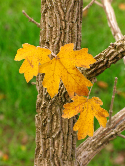 Rugged Ridge Maple fall foliage, photo courtesy and credit of J. Frank Schmidt & Son Co.