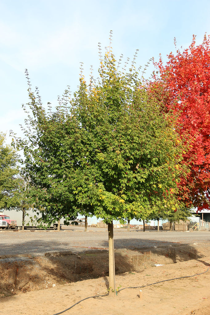Rugged Ridge Maple summer foliage, photo courtesy and credit of J. Frank Schmidt & Son Co.