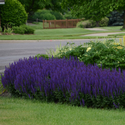 Salvia 'Violet Riot' Photo courtesy of Walters Gardens, Inc