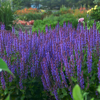 Salvia 'Violet Riot' Photo courtesy of Walters Gardens, Inc