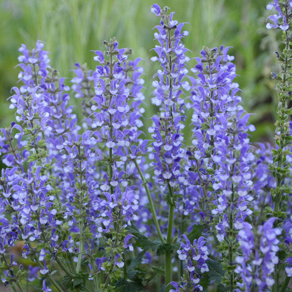 Salvia 'Azure Snow' Photo credit and courtesy of Walters Gardens